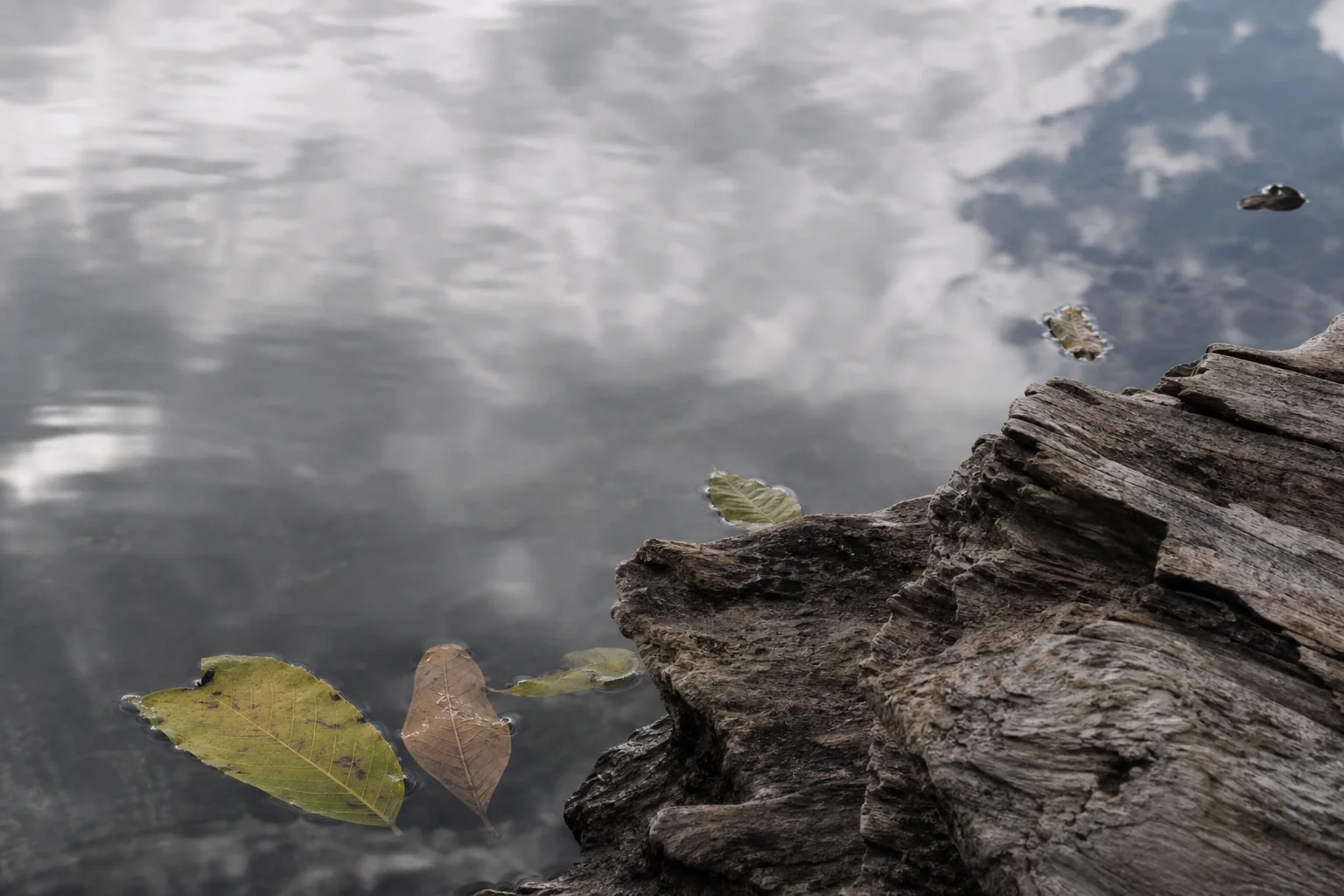 Agua tranquila que refleja el cielo junto a madera y hojas, una composición natural de contemplación